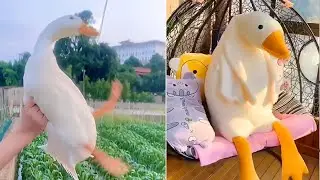 Giant Goose Plush Unbox and Demo -  How bigger of the Giant Goose Plush？
