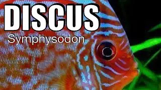 Discus Symphysodon Breeding pair