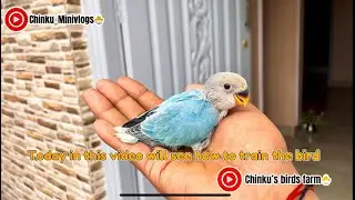 How To Train Your Bird | Hand Feed| Training