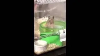 Positive animal world The hamster relaxes #shorts