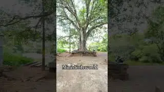 #minislittleworld #travel #viralvideo