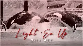 『𝗟𝗶𝗴𝗵𝘁 '𝗘𝗺 𝗨𝗽』Orca MEP