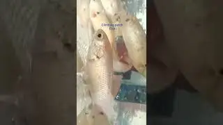 this is a climbing perch #climbingperch #fishfeeding