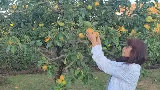 Picking my very fruity #apple tree at our backyard, very #delicious #healthy
