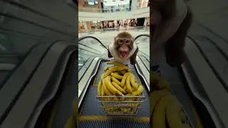 Monkey Vlog - Shopping Chaos #monkey #vlog #funny