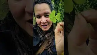 Wood Sorrel! Yumm! #foraging #plantmedicine #woodsorrel #bushcraft #plantlore #nature #reliance