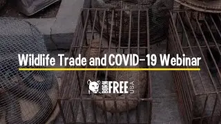Born Free USA Webinar: Wildlife Trade and COVID-19