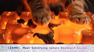 ASMR： Cat Typing  on nature Keyboard Sounds 🌍✨