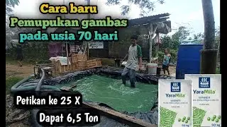 Cara Baru Pemupukan Gambas Pada Usia 70 Hari