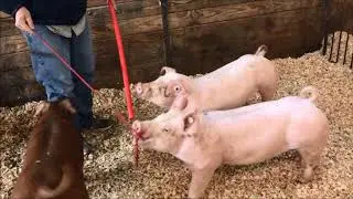 Drivin' In Dixie Pig Sale Cosignments