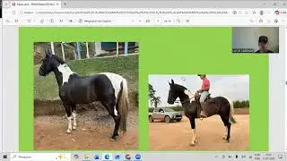 HARAS CALILI - PROGRAMA DESTAQUE DA SELE&Ccedil;&Atilde;O PELAGEM PAMPA NA RA&Ccedil;A MANGALARGA MARCHADOR