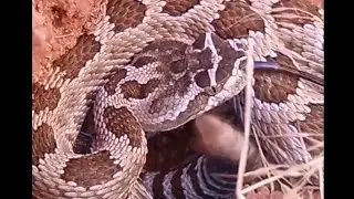 Wild America with Marty Stouffer: Sidewinder #rattlesnakes ##rattlesnake  #snakebite #shortfinger