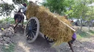 Look at Bullocks Power! Cow cart Heavy Load paddy || Bullock cart ride mud | Paddy transport system