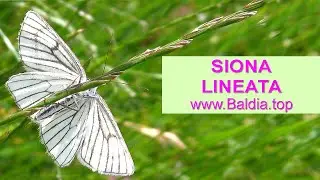 HARTHEU-SPANNER legt Eier | Siona lineata | Schmetterling Eiablage | 65