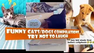 Funny Cats and Dog's Compilations try not to Laugh🤣🤣🤣🤣