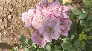 ek dusre ko support karte Hain 😀😁😊🥰😍❤️🙏