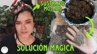 Te cambio la vida para siempre con este simple truco para secar tu sustrato en tiempo record 💚✨🪷🌱