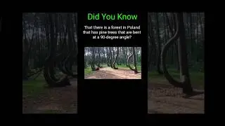 Did You Know This Forest In Poland Existed? #didyouknow  #forest #poland #shorts