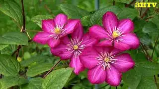 3HTV ... Flower can dance !!!! .... Ng&agrave;n hoa đua sắc