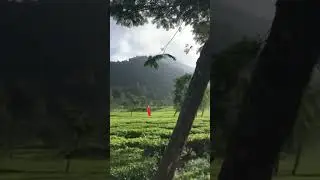 #trailrun Dieng Caldera Race 2024