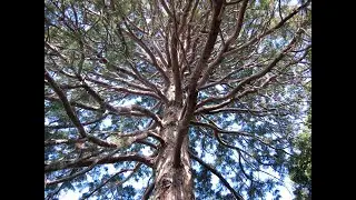 Plantchallenge giant redwood