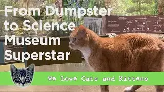 The Cat Who Ruled the Museum
