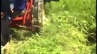 Belgian Draft Horse powered grass mowing   gras maaien