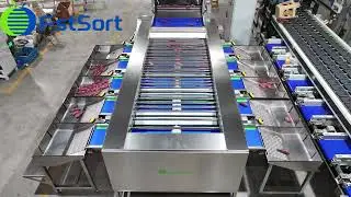 Sweet Potatoes Washing Drying and Sorting Line; Sweet potatoes grader; Potatoes Washing Machine