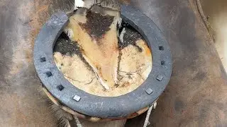 Shoeing a Clydesdale! I love this horse but god its hard work on these feet!