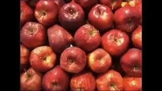 The Origin Of The Apple's (Where Did I Find This Image)
