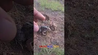 Frogs funny real video #shorts #shortvideo /MUNGKUL SEN