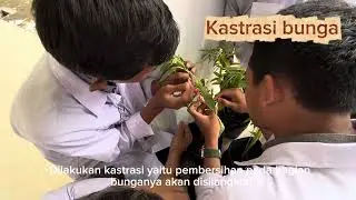 PRAKTIKUM HIBRIDISASI Pacar Air 
