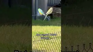 red-rumped parrot Sounds | Have you ever seen one? ☝️