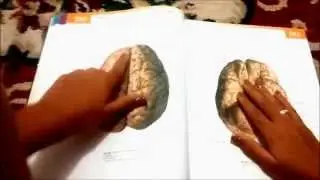 ASMR em português - Folheando um Atlas de Anatomia/ ASMR in portuguese - Flipping through an atlas