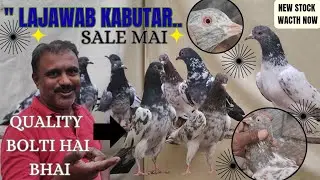 &ldquo;Heavy Border + Zabardast Look 😎 Pramod Bhai Kabutar Sale Video&rdquo;