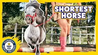 Shortest Horse in the world! | Bombel - Guinness World Records
