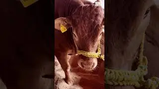 GANADER&Iacute;A EL MANANTIAL
