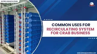 Common Use of RAS in Crab Business- Astro Aquaculture