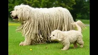 Mom Baby Komondor Dogs