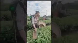 crazy machine 🚜🚜Smart tea picker