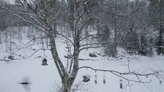 Snowy Lakeside Birdsong 🌲❄️ Relaxing Winter Nature Sounds for Deep Calm