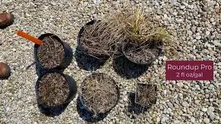Glyphosate Alternatives, Greenhouse Evaluation