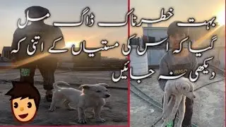 DOG KI MASTIYA SHARARTI DOG FUNNY DOG