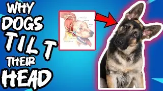 Why Dogs Tilt Their Heads (Explained)