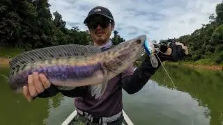 [F-Vlog] Malaysia Fishing Trip DAY4(2023.8.31) at Royal Belum Temengor