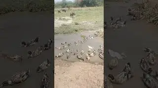 dasi duck 🦆🦆🦆🦆#viralshort #viralvideo