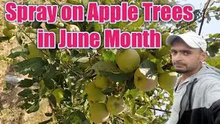 Spray on Apple Trees in June Month || Apple Tree June Month Spray ||