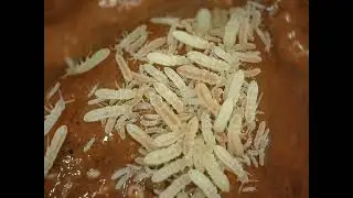 Temperate Springtails (Collembola) on Calcium Clay Culture