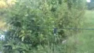 Kapitaler Karpfenrun