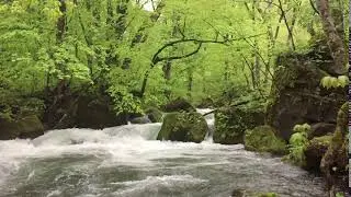 (Movie) Oirase Keiryu, dynamic natural stream and moss covered rock (3)